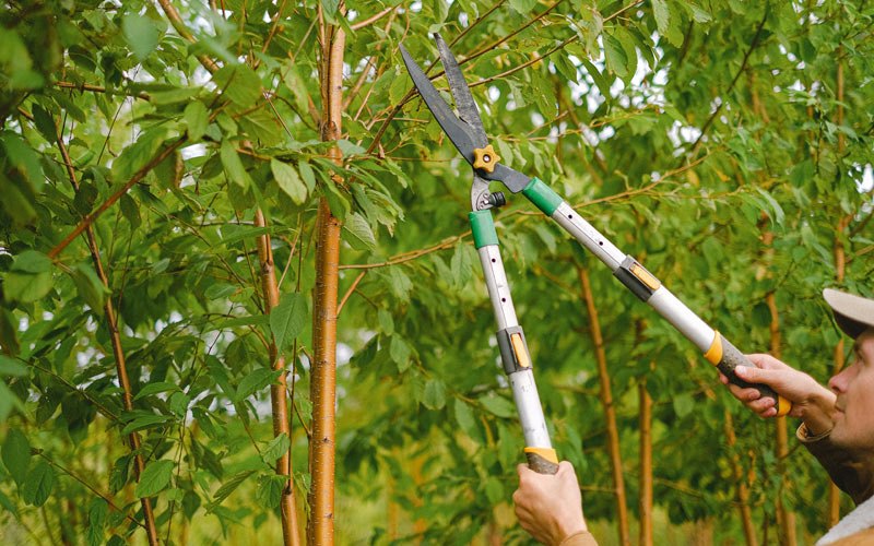 Tree trimming in Latham, NY